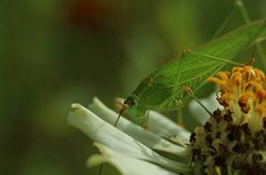 sure石崎秀儿饮水机维修,咖喱之薯仔咖喱鸡